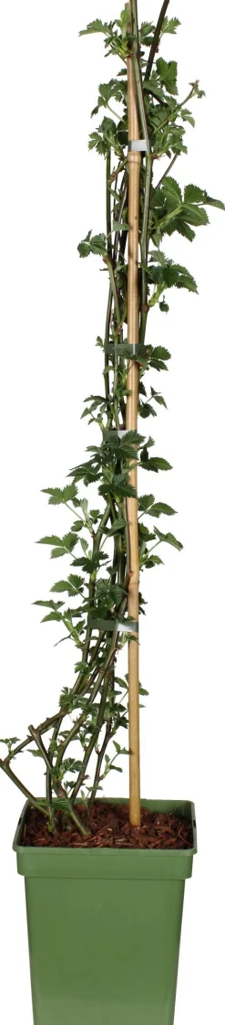 Intratuin Bio Brombeere (Rubus fruticosus 'Black Satin') H 100 cm