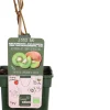 Intratuin Bio Kiwi (Actinidia deliciosa 'Jenny') D 23 H 100 cm