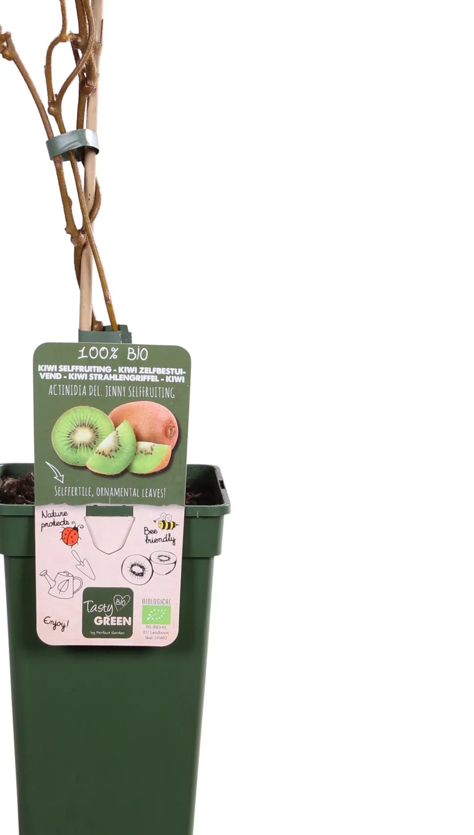Intratuin Bio Kiwi (Actinidia deliciosa 'Jenny') D 23 H 100 cm
