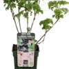 Intratuin Bio Schwarze Johannisbeere (Ribes 'Black Bells') H 50 cm