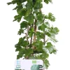 Intratuin Bio Stachelbeere (Ribes uva crispa 'Captivator') H 55 cm
