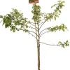 Intratuin Bio Zierapfel (Malus 'Red Sentinel') D 24 H 210 cm