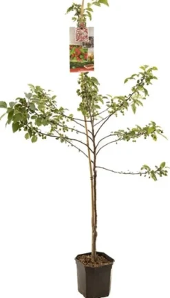 Intratuin Bio Zierapfel (Malus 'Red Sentinel') D 24 H 210 cm