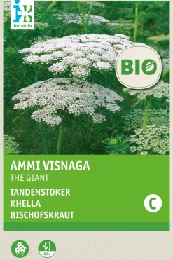 Intratuin Bischofskraut (Ammi visnaga 'Green Mist') (BIO) Samen