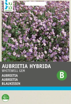 Intratuin Blaukissen lila (Aubrietia hybrida 'Whitewell') Blumensamen