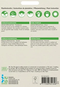 Intratuin Blaukissen lila (Aubrietia hybrida 'Whitewell') Blumensamen