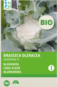 Intratuin Blumenkohl (Brassica oleracea Goodman) (BIO) Samen