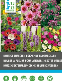 Intratuin Blumenzwiebel-Mischung insektenfreundliche Blumen 40 St.