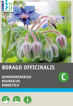 Intratuin Borretsch (Borago officinalis) Samen
