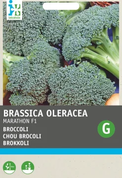 Intratuin Brokkoli (Brassica oleracea 'Premium Crop') Samen