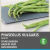 Intratuin Buschbohne (Phaseolus vulgaris 'Haricot Vert Argus') Samen