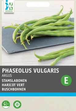 Intratuin Buschbohne (Phaseolus vulgaris 'Haricot Vert Argus') Samen