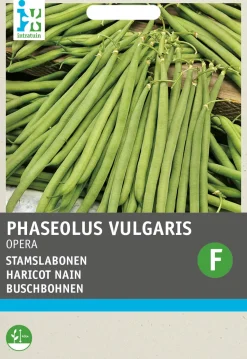 Intratuin Buschbohne (Phaseolus vulgaris 'Opera gourmet') Samen
