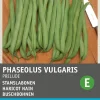 Intratuin Buschbohne (Phaseolus vulgaris 'Prelude') Samen