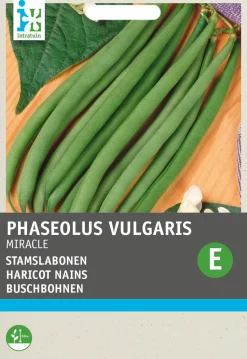 Intratuin Buschbohne (Phaseolus vulgaris 'Miracle') Samen