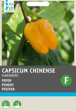 Intratuin Chili Habanero (Capsicum annuum 'Habanero Oranje') Samen