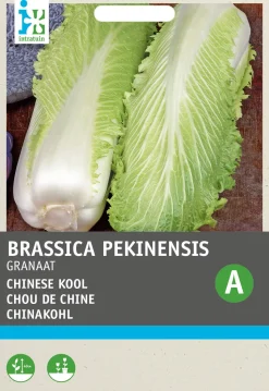 Intratuin Chinakohl (Brassica pekinensis 'Cantonner Witkrop') Samen