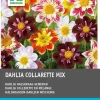 Intratuin Dahlie (Dahlia 'Collarette' mix) 5 st