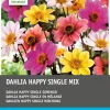 Intratuin Dahlie (Dahlia 'Happy Single') Blumenzwiebel-Mischung 5 St.