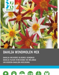 Intratuin Dahlie (Dahlia 'Windmolen' mix) 5 st