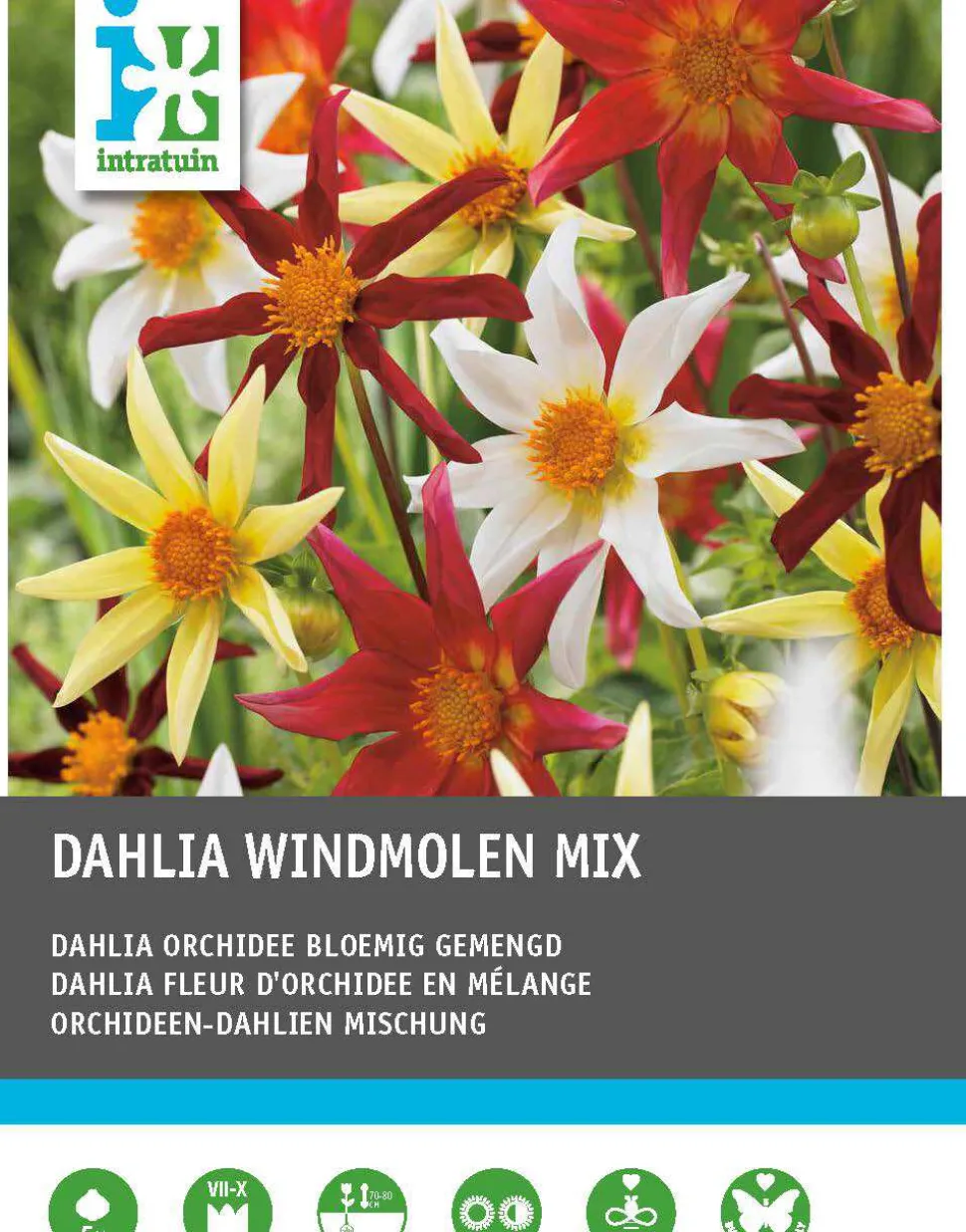 Intratuin Dahlie (Dahlia 'Windmolen' mix) 5 st