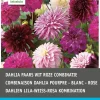 Intratuin Dahlien lila / weiß (Dahlia) Blumenzwiebel-Mischung 5 St.