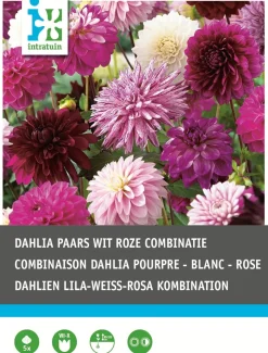 Intratuin Dahlien lila / weiß (Dahlia) Blumenzwiebel-Mischung 5 St.