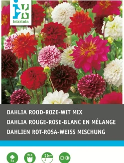Intratuin Dahlien rot / weiß / rosa (Dahlia) Blumenzwiebeln 5 St.