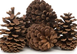 Intratuin Deko-Tannenzapfen groß natur 200 g