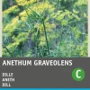 Intratuin Dill (Anethum graveolens) Samen