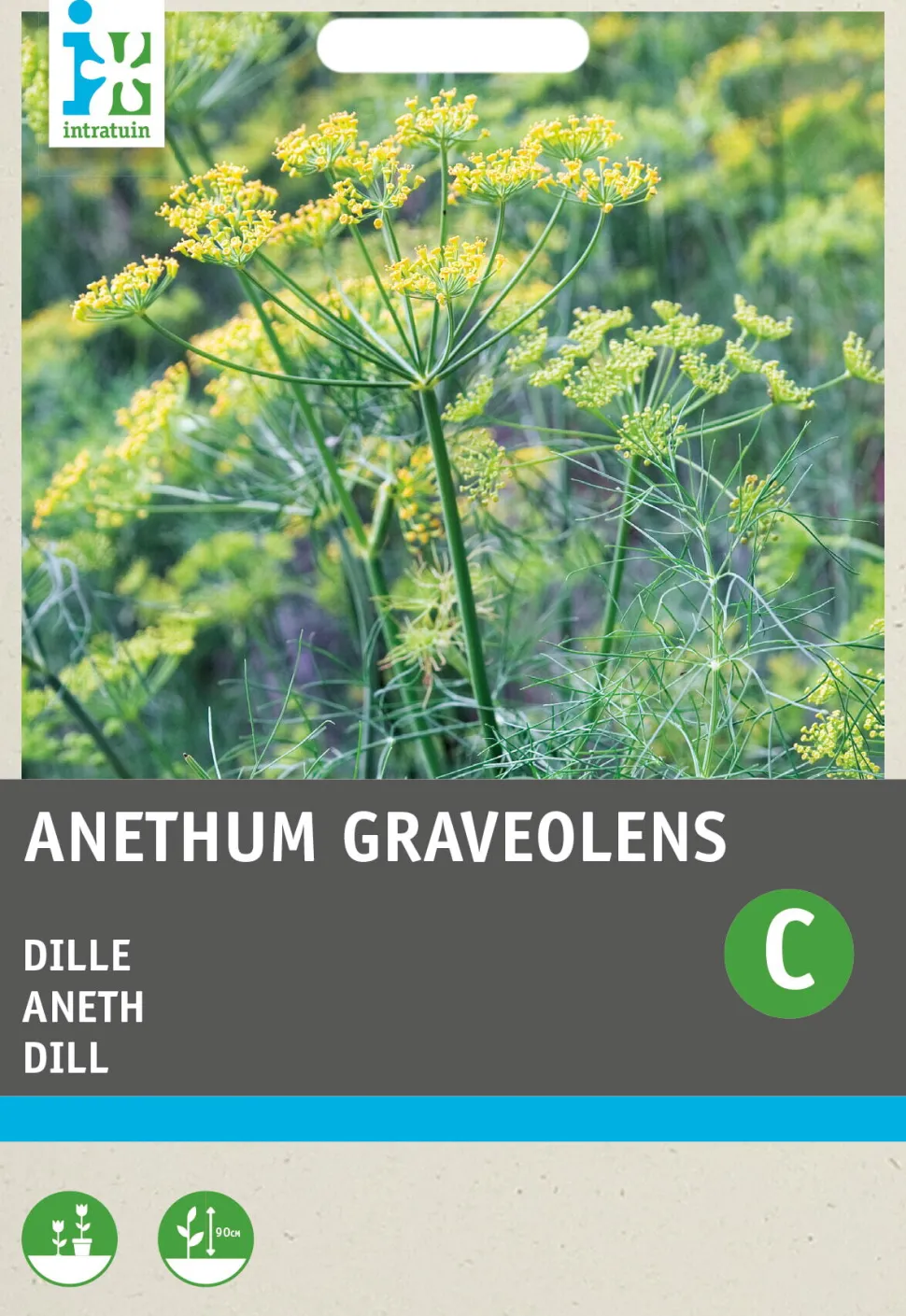 Intratuin Dill (Anethum graveolens) Samen