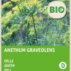 Intratuin Dill (Anethum graveolens) (BIO) Samen