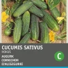 Intratuin Einlegegurke (Cucumis sativus 'Hokus') Samen