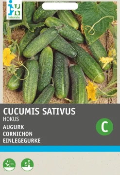 Intratuin Einlegegurke (Cucumis sativus 'Hokus') Samen