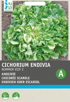 Intratuin Endivie (Cichorium endivia 'Bubikopf 2') Samen