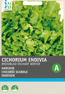Intratuin Endivie (Cichorium endivia 'Escariol Grüner') Samen