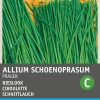Intratuin Feiner Schnittlauch (Allium schoenoprasum 'Prager') Samen