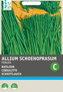 Intratuin Feiner Schnittlauch (Allium schoenoprasum 'Prager') Samen