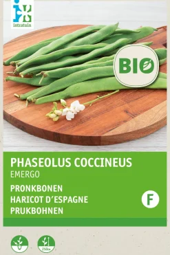 Intratuin Feuerbohne (Phaseolus coccineus 'Emergo') (BIO) Samen