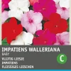 Intratuin Fleißiges Lieschen (Impatiens walleriana 'Nana Baby') Blumensamen-Mischung