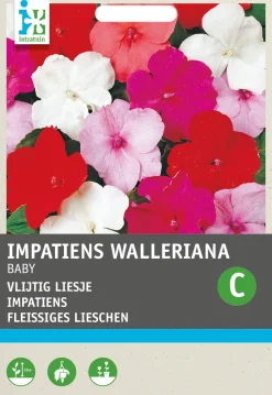 Intratuin Fleißiges Lieschen (Impatiens walleriana 'Nana Baby') Blumensamen-Mischung
