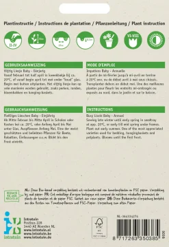 Intratuin Fleißiges Lieschen (Impatiens walleriana 'Nana Baby') Blumensamen-Mischung