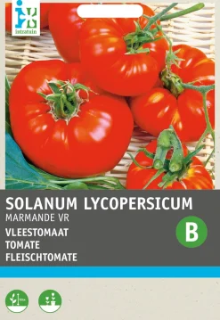 Intratuin Fleischtomate (Solanum lycopersicum 'Marmande') Samen