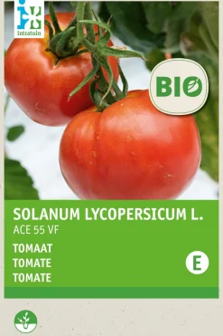 Intratuin Fleischtomate (Solanum lycopersicum 'Ace 55VF') (BIO) Samen