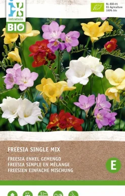 Intratuin Freesien (Freesia) (BIO) Blumenzwiebel-Mischung