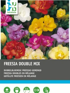 Intratuin Freesien gefüllt (Freesia) Blumenzwiebel-Mischung 50 St.