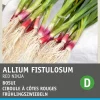 Intratuin Frühlingszwiebeln rot (Allium fistulosum 'Red Ninja') Samen
