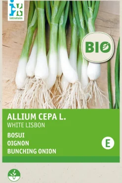 Intratuin Frühlingszwiebel (Allium cepa 'White Lisbon') (BIO) Samen