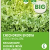 Intratuin Frisee-Endivie (Cichorium endivia 'Grosse Pancaliere') (BIO) Samen