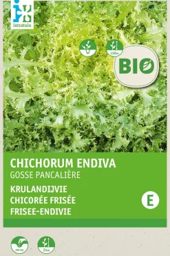 Intratuin Frisee-Endivie (Cichorium endivia 'Grosse Pancaliere') (BIO) Samen